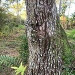 Quercus virginiana Bark