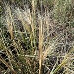 Elymus elymoides Yaprak