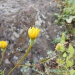 Hyoseris radiata花