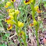 Ophrys lutea Beste bat