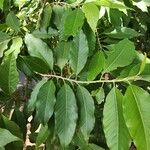 Magnolia champaca 葉