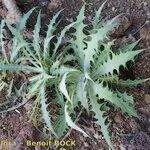 Sonchus platylepis Habit