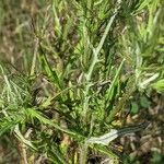 Cirsium discolor Hoja