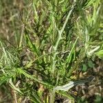 Cirsium discolor Hostoa