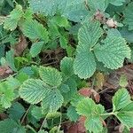 Geum japonicum Leaf