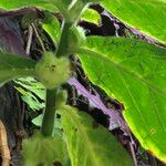 Columnea medicinalis 形態