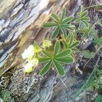Alchemilla alpigena Blatt