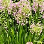 Allium angulosum 整株植物