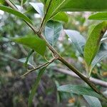 Pyracantha crenulata Casca