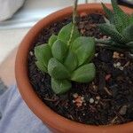 Haworthia cymbiformis Yaprak