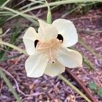 Dietes bicolorFlower