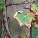 Acer opalus Bark