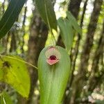 Pleurothallis palliolata Floare