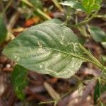 Ruellia paniculata List