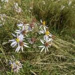 Galatella sedifolia Flor