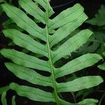 Polypodium cambricum পাতা