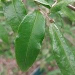 Camellia sinensis পাতা