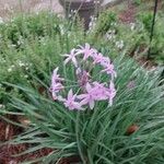 Tulbaghia violacea Blomst