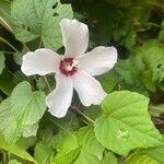 Hibiscus laevis Blatt