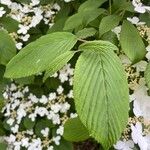 Viburnum plicatum Ліст