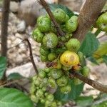 Ficus hispida Fruit