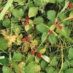 Rubus arcticus Frucht