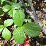 Fragaria chiloensis Листок