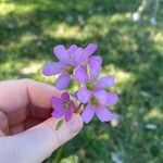 Oxalis violacea ফুল