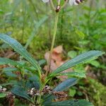 Chimaphila umbellata 葉