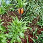 Fritillaria imperialis Elinympäristö