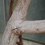 Bauhinia semibifida Bark