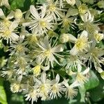 Clematis vitalbaFlor