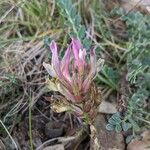 Astragalus incanus Floare