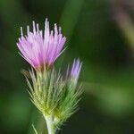 Carduus acicularis Flower