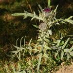 Cirsium eriophorumVekstform