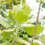 Solanecio cydoniifolius Leaf