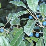 Elaeocarpus reticulatus Fruit