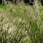 Bromus inermis Frukt