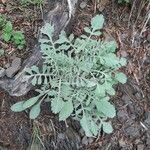 Scabiosa cinerea Листок