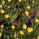Cotula coronopifolia Floro