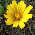 Hieracium gouanii Blüte