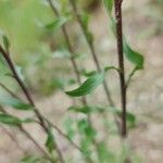 Erigeron acris 葉