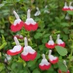 Salvia microphyllaFlor