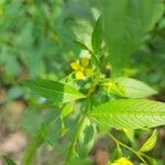 Ludwigia erecta Blüte