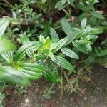 Galium boreale Leaf