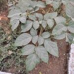 Oroxylum indicum Leaf