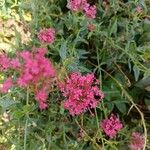 Valeriana lecoqii Blüte