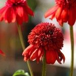 Echinacea purpurea പുഷ്പം