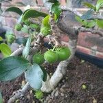 Dovyalis caffra Frucht