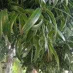 Podocarpus neriifolius Leaf